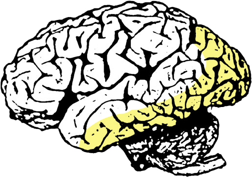 posterior cerebral artery distribution