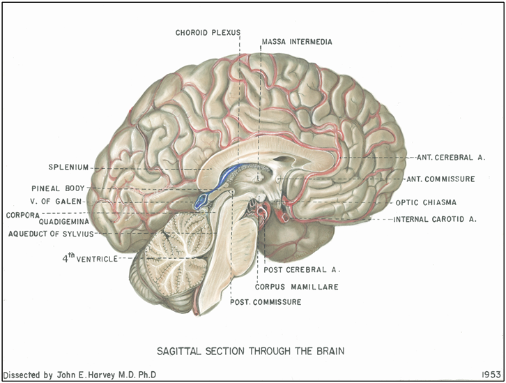 The Hypothalamus